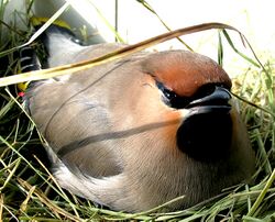single waxwing sitting on a nest