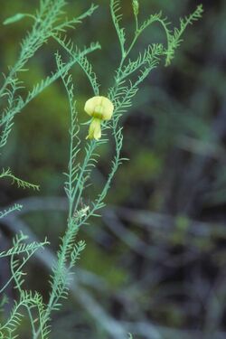 Brongniartia minutifolia.jpg