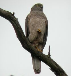 Brown Goshawk kur.JPG