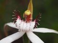 Caladenia longicauda clivicola 02.jpg