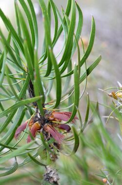 Calothamnus pachystachyus.jpg