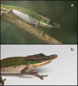 Calumma roaloko (10.3897-zse.94.27305) Figure 6.jpg