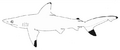 Pondicherry shark (Carcharhinus hemiodon)