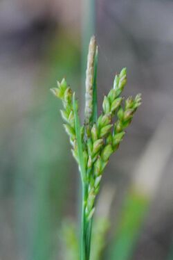 Carex tristachya megsg02.jpg