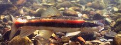 Catostomus tahoensis.jpg