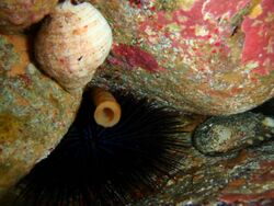 Western hollow-spined urchin ("Centrostephanus tenuispinus"), cartrut shell ("Dicathais orbita") and black lipped abalone ("Haliotis rubra") at Greenly Island, South Australia