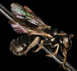 Ceratina arizonensis, side2, ca, santa barbara 2015-04-20-12.16.53 ZS PMax (17029525739) (2).jpg