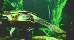 Chelodina burrungandjii.png