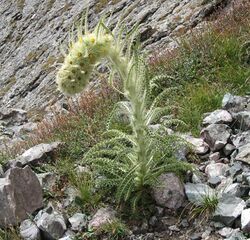 Cirsium funkiae 62156559.jpg