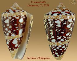 Conus ammiralis 2.jpg