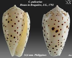 Conus pulicarius 7.jpg