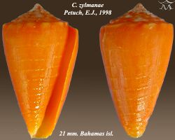 Conus zylmanae 1.jpg
