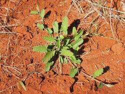 Convolvulus clementii habit.jpg