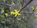 Corokia cotoneaster.jpg