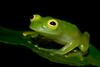 Cricket Glass Frog - Hylinobatrachium colymbiphyllum Plantation Road.jpg