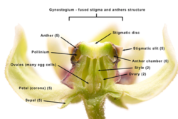 Cross section of a single antelope horns flower