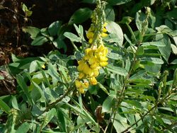 Crotalaria spectabilis (1651439952).jpg