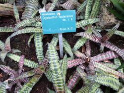 Cryptanthus fosterianus.JPG