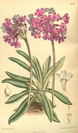 Curtis's botanical magazine (Tab. 8124) (9598062153).jpg