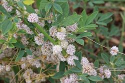 Cuscuta approximata flowers 2960 - Flickr - andrey zharkikh.jpg