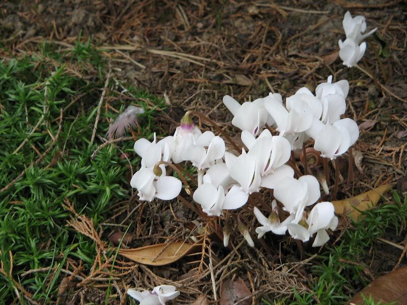 File:Cyclamen hederifolium album002.jpg