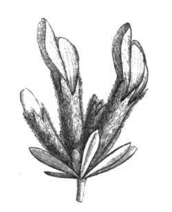 Cytisopsis sp infl Taub114e.png