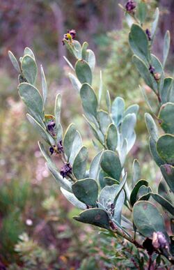 Daviesia obovata leaves.jpg