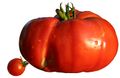 Diversité taille tomates.jpg