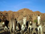 Donkeys Posing (23542882914).jpg