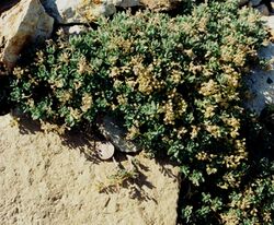 Draba ramulosa fruit dtait lg.jpg