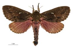 Dumbletonius unimaculatus male.jpg