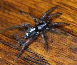 Eastern Parson Spider - Herpyllus ecclesiasticus .jpg