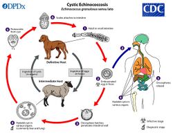 Echinococcus gran LifeCycle lg.jpg
