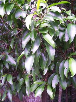 Emmenosperma alphitonioides leaves.JPG