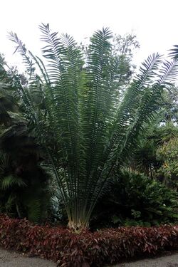 Encephalartos laurentianus kz3.JPG