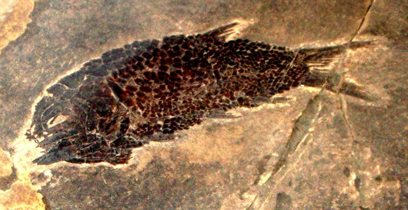 File:Eoeugnathus megalepis.JPG