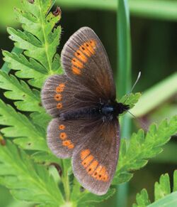 Erebia sudetica - Nature Conservation-001-073-g037.jpg