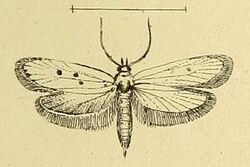 Ethmia quadrinotella.JPG