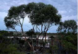 Eucalyptus halophila.jpg