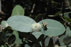 Eucalyptus neglecta buds.jpg