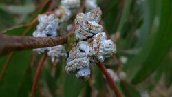 Eucalyptus pseudoglobulus fruit.jpg