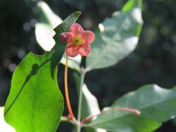 Euonymus angulatus.jpg