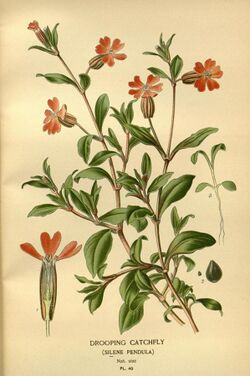 Favourite flowers of garden and greenhouse (Pl. 40) (7789073110).jpg