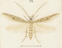 Fig 12 MA I437626 TePapa Plate-XXVII-The-butterflies full (cropped).jpg