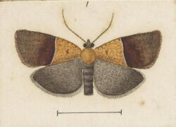 Fig 1 MA I437908 TePapa Plate-XLVII-The-butterflies full (cropped).jpg