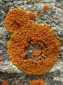 Firedot lichen (Caloplaca trachyphylla), Mount Baden-Powell, San Gabriel Mountains, Southern California