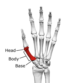 First metacarpal bone (left hand) 01 palmar view with label.png