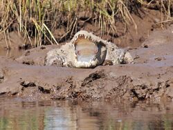 Front View of a Crocodile in the banks of Vashishti River.jpg