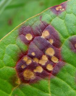Leaf with several yellow-brown spots embedded within a larger reddish-purple spot