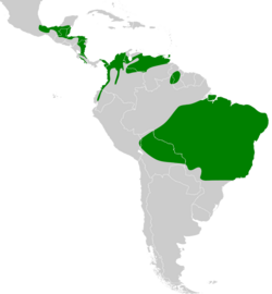 Galbula ruficauda map.svg